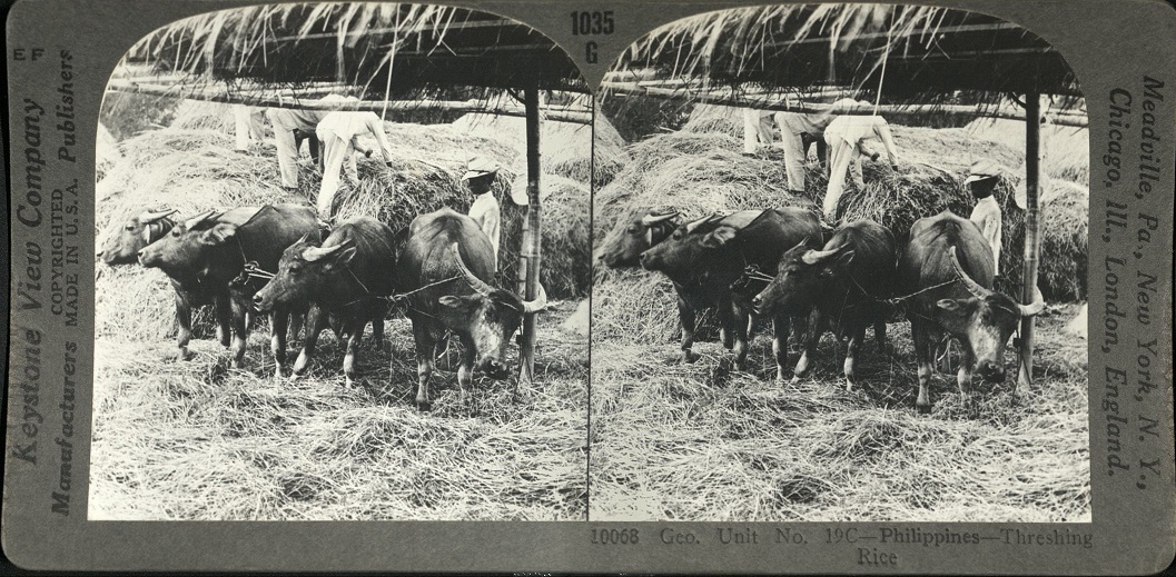 Geo. Unit No. 19C – Philippines -Threshing Rice.